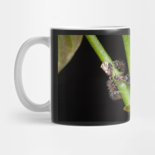 Unique and organic photo of a swarm of ants tending a treehopper Mug